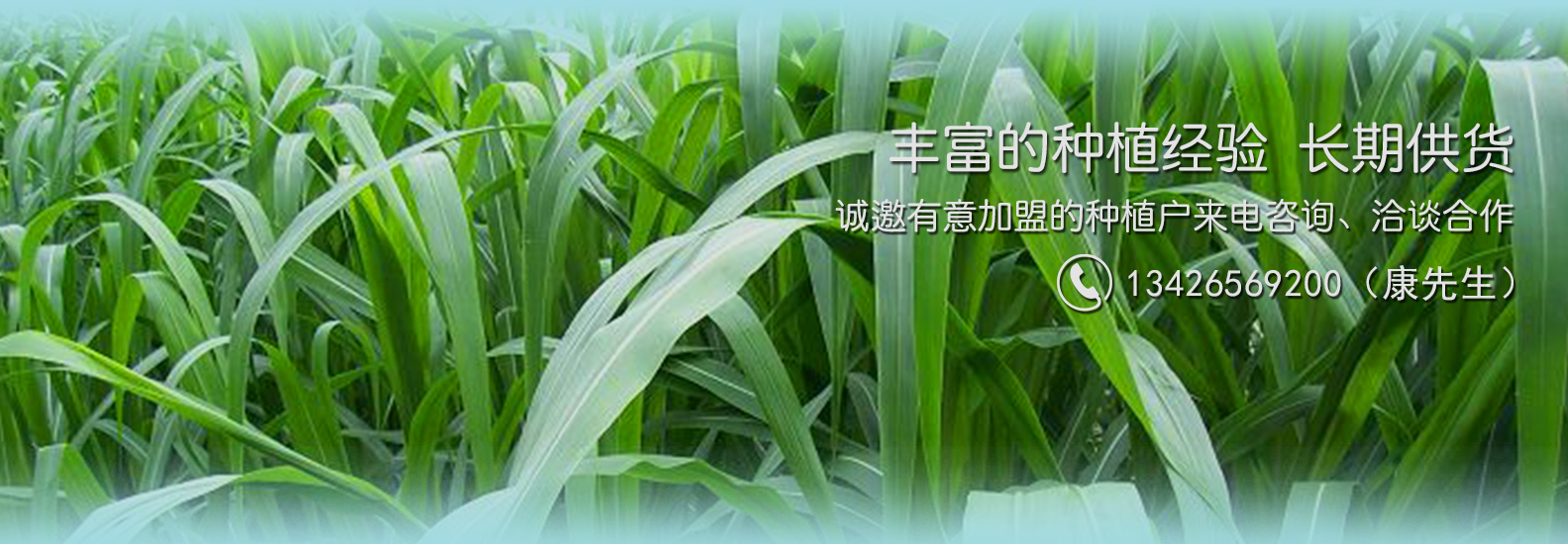皇竹草只是普通青饲料吗？它要怎么栽培？