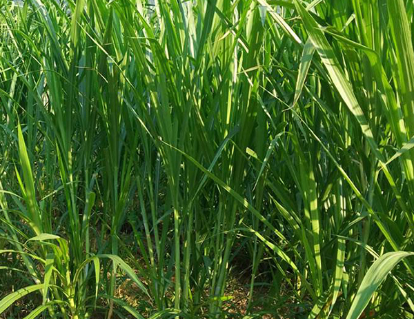 什么是新型皇竹草——江西皇竹草种植厂家