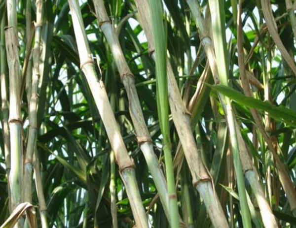 新型皇竹草种植用甜象草替代猪饲料