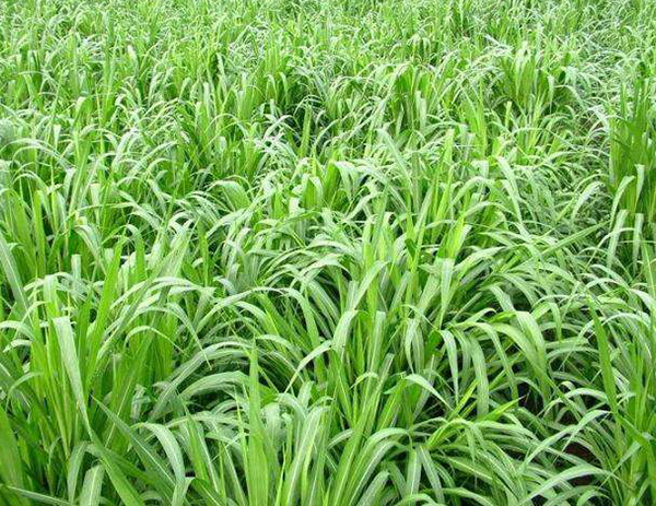 皇竹草种苗技术适应的生长环境