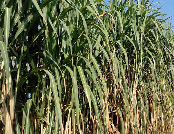 皇竹草作为饲草的价值以及皇竹草发酵技术