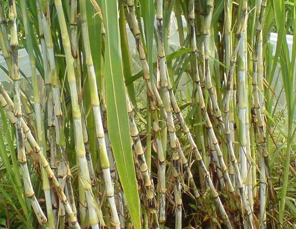 如果利用皇竹草来喂养蝗虫的话能致富吗？