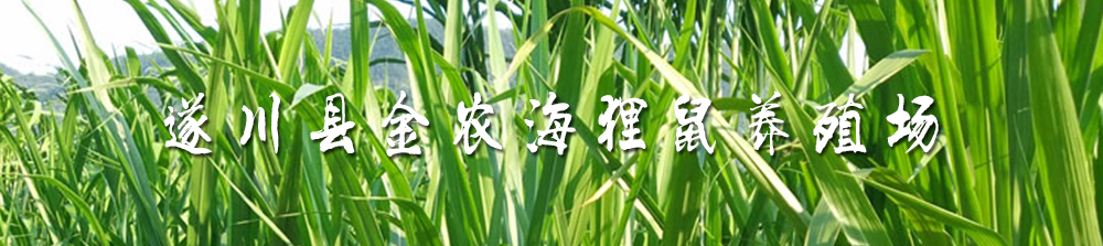 皇竹草特征特性及高产栽培技术