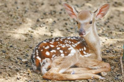 九江梅花鹿养殖告诉您怎样锁住鹿肉的营养价值