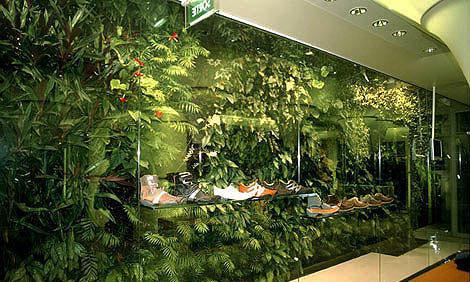 广州植物墙厂家|室内植物墙植物的选择原则