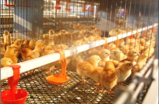 安徽优质育成鸡养殖场教你如果区分鸡苗的好坏