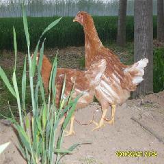 四川价格最优惠的海兰褐青年鸡厂家浅谈鸡的生理习性