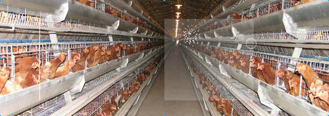 河南青年鸡养殖基地分享蛋鸡养殖饲料不容忽视