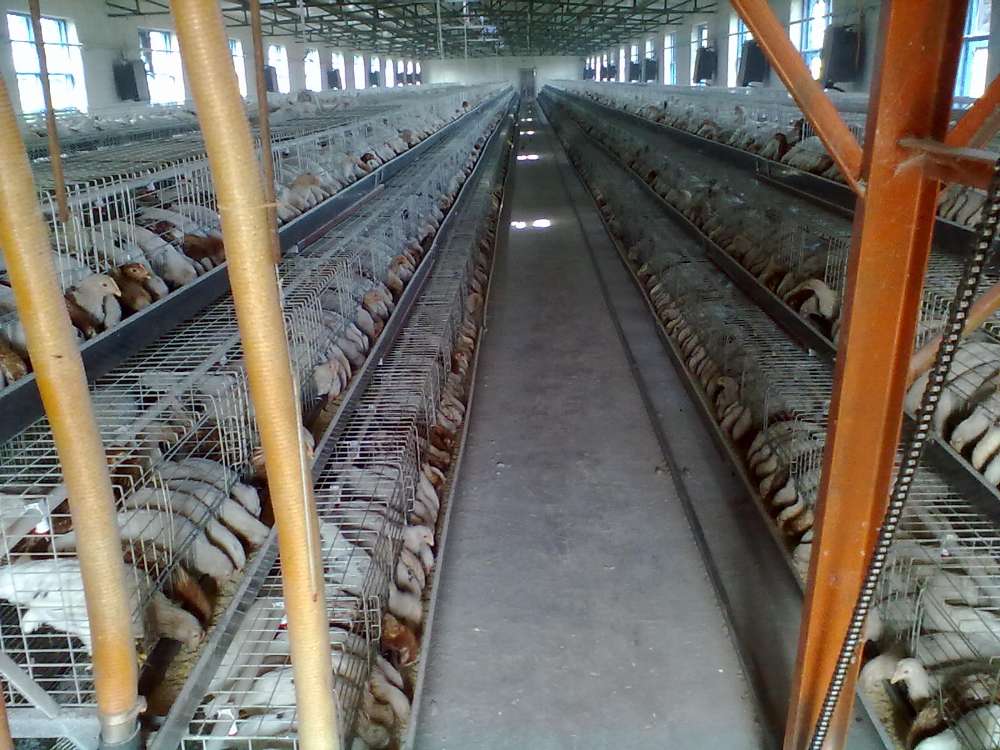 山东育成鸡批发厂家分享畜禽养殖污染的处理方法