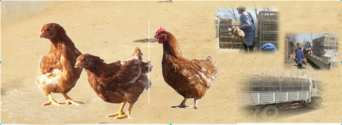 山东最资深的蛋鸡苗养殖场教你如何从鸡的羽毛辨别鸡生病