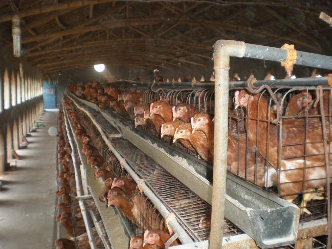 安徽专业育成鸡养殖基地分享多雨季节畜禽饲养管理方法