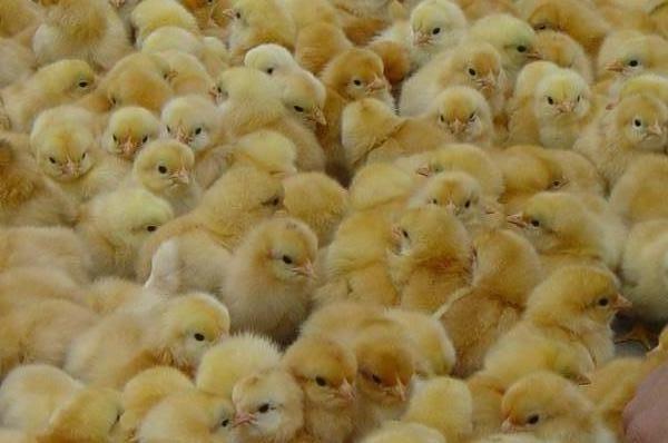 湖北青年鸡苗厂家分享如何养好商品肉鸡