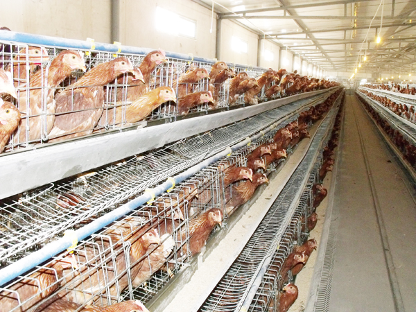 河南罗曼褐养殖厂分析为何产蛋鸡粪便的含水量会高于雏鸡和青年鸡