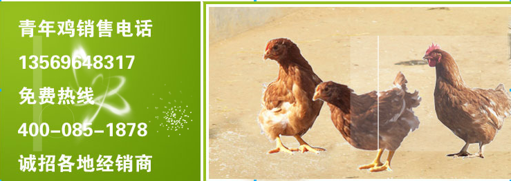江苏最专业罗曼褐青年鸡厂家分享决定鸡群均匀度的因素