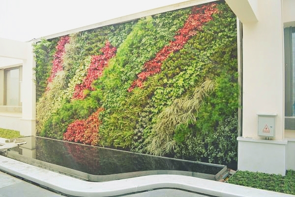 成都立体绿化公司浅析绿色背景墙可以摆放哪些植物