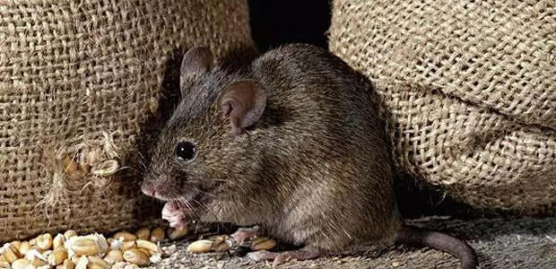 灭鼠公司如何有效防治鼠类?采用哪些步骤和方法