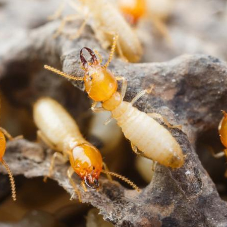 云南消毒殺菌公司如何消滅紅蟻?有效的紅蟻防治方法有哪些