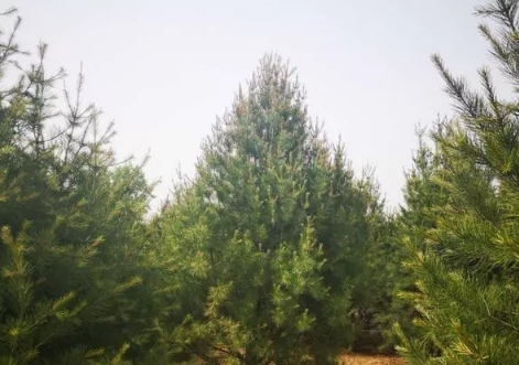 白皮松苗木的种植方法是什么