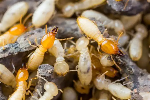 白蟻防治和消殺的方法