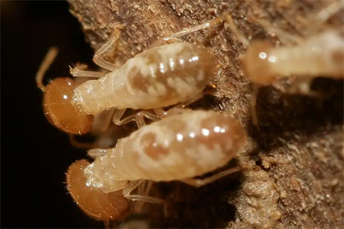 白蚁的来源有哪些？