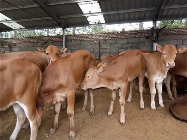 關(guān)于育肥牛飼料蛋白質(zhì)含量對肉牛的生長影響介紹