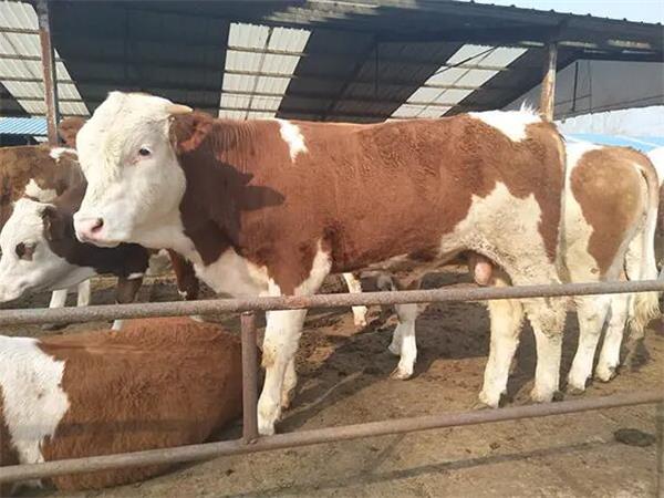 牛飼料添加劑廠家怎么提供高效技術支持？