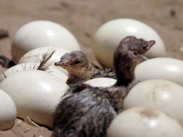 綿陽鴕鳥養殖能致富幼雛管理是關鍵
