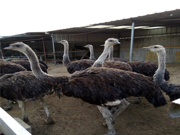 德陽養殖鴕鳥開發潛力巨大