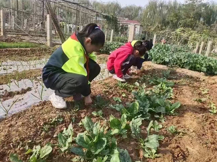 三门峡漯河劳动教育