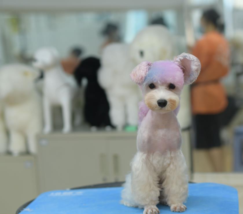 在宠物美容培训中，如何评估美容效果？