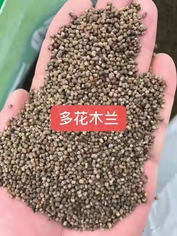 涪陵万州九龙坡沙坪坝重庆多花木兰种子如何选择？
