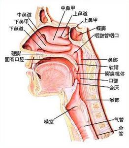 鼾症的治療方法都有哪些,諮詢新疆一建醫院耳鼻喉專家.