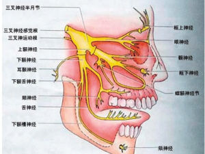 面部神经分布图高清图图片