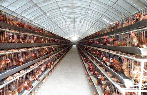 肉鸡养殖场大棚设计图片