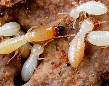 如何防止白蚁吃木头？红火蚁防治