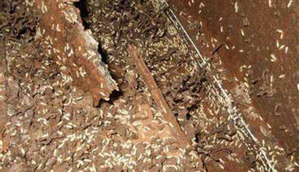 巴南紅火蟻防治公司，消滅紅火蟻有哪些專業手段？