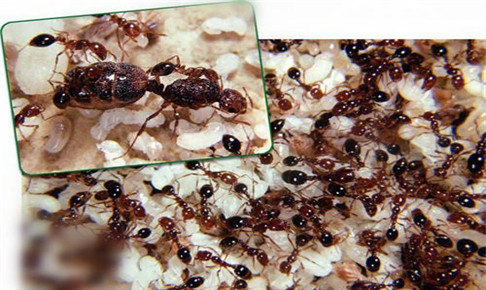 白蚁习性和栖息条件，白蚁喜欢什么环境什么温度？
