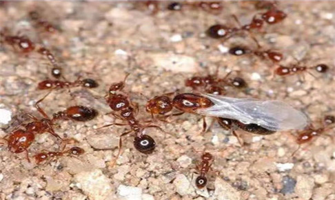 白蚁防治公司详细介绍：白蚁蚁王和蚁后的群体发育