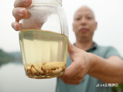 水庫堤壩白蟻防治