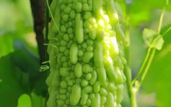 小滿(mǎn)食3瓜，是哪3瓜？聽(tīng)聽(tīng)好三農(nóng)怎么說(shuō)！