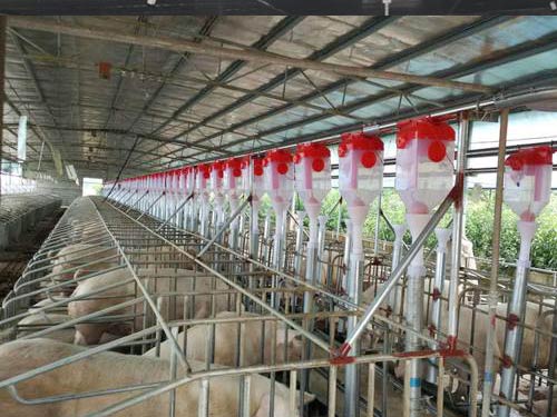 养羊养殖设备都需要准备哪些？