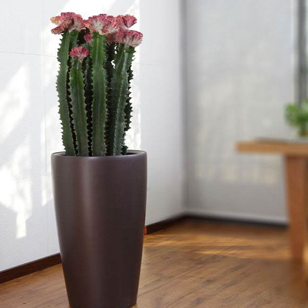 绵阳花卉租赁-植物租赁中室内空气污染治理的植物解决方法