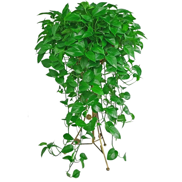 绵阳植物出租-办公室植物租赁原则