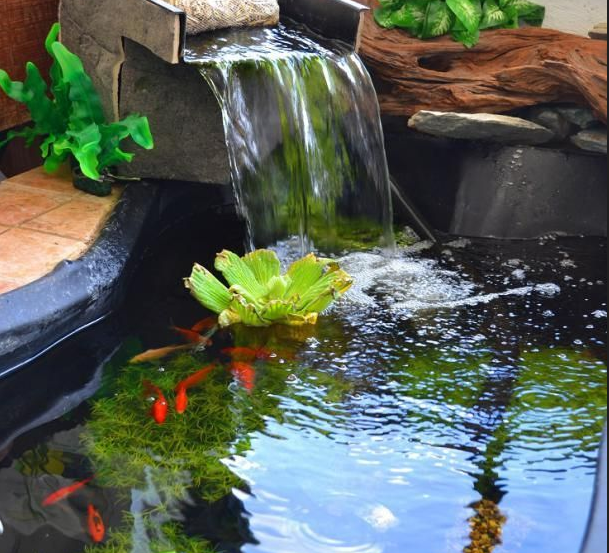 西安庭院鱼池设计：庭院鱼池的几点养护方法！