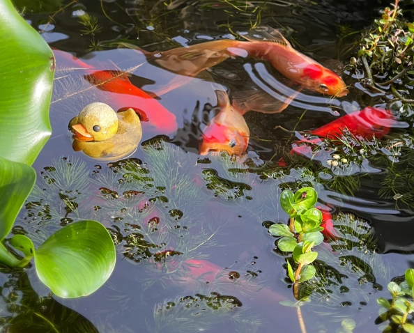 锦鲤鱼池