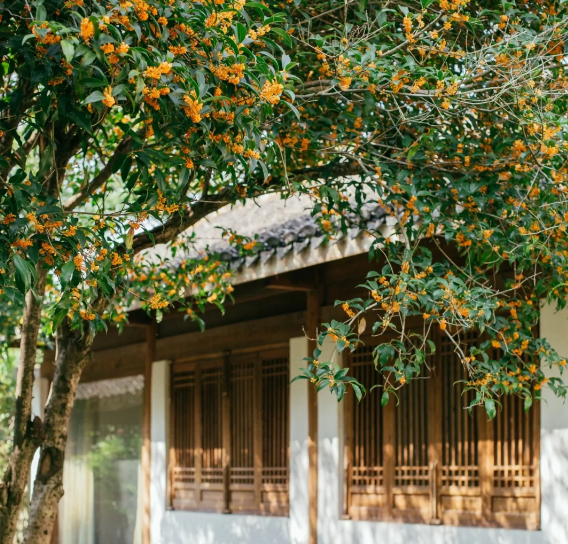 陕西牵叶景观花园设计：中式庭院种植可以选择的主景树木？