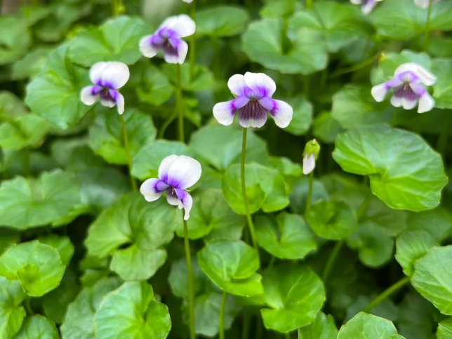 西安私家庭院绿植设计：6种可以替代草坪的庭院植物！