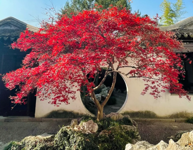 西安私家庭院设计：适合家庭庭院的常见树种！