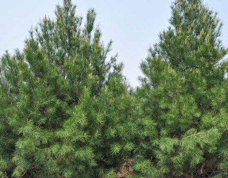 蓝田白皮松苗木在生态保护和绿化方面有什么作用？