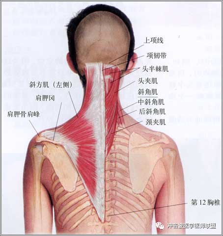 “内热针治疗”颈部疼痛的相关解剖分析